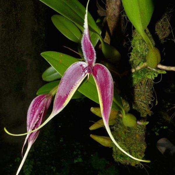 Bulbophyllum masdevalliaceum | Blooming size not in bloom | 3.5" pot live orchid