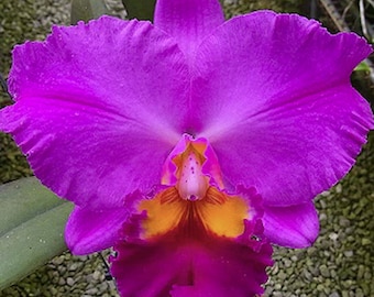 Rlc. Perfect Choice 'Purple Lady' BM/JOGA | 4" pot | Live Blooming Size Fragrant Orchid