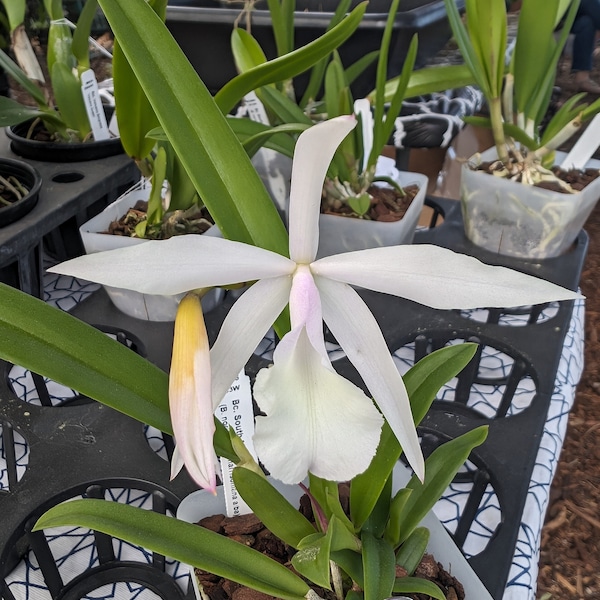 Bc. South Miami | Live blooming size orchid