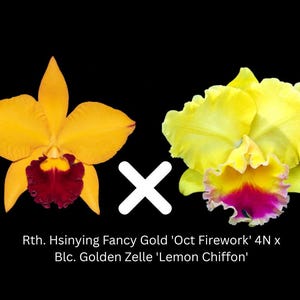 Fragrant Orchid: Rth. Hsinying Fancy Gold X Blc. Golden Zelle - Blooming Size