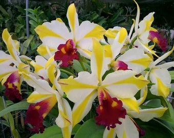 Rth. Fu Shu Glory 'Happy Holiday'| Live orchid plant| NBS