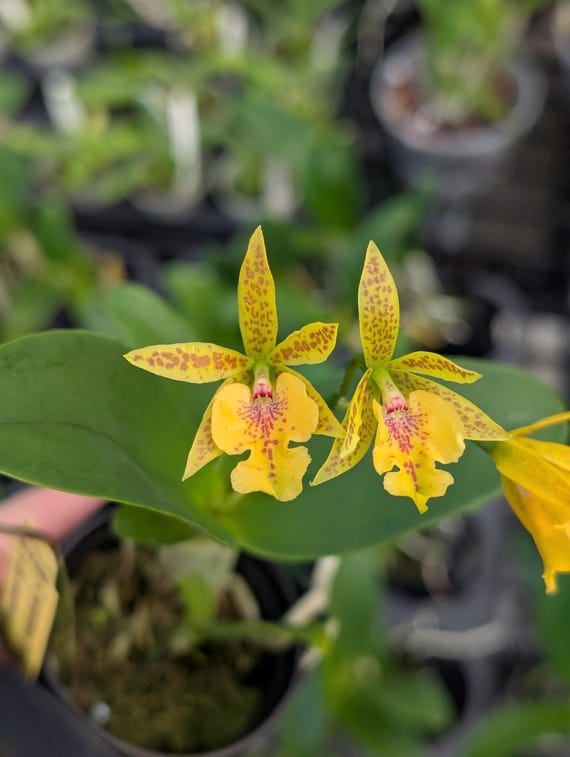 ラディアン　リアン、ジーニア C. Aurantiaca 'spots' X Epi. Stamfordianum | BS Not in Bloom - Etsy