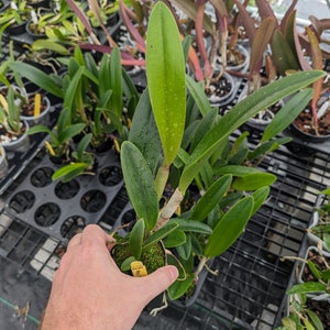 Rhynchobrassoleya Richard Mueller-Golden Tang 'STK' Live orchid plant image 3