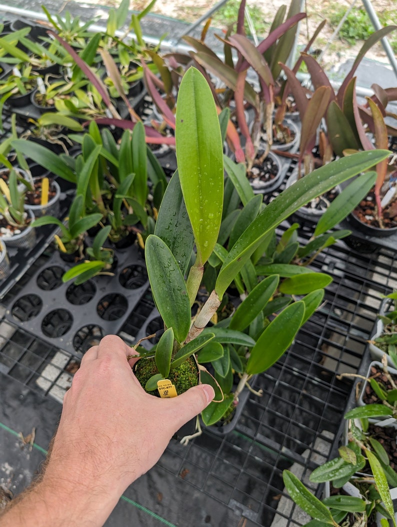 Rhynchobrassoleya Richard Mueller-Golden Tang 'STK' Live orchid plant image 3