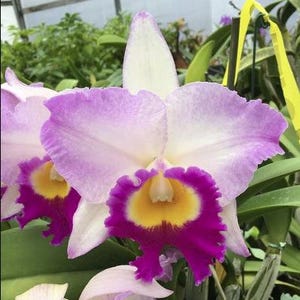Rlc. Mary Lupi 'Volcano Queen' | BS not in Bloom | 5.5" pot
