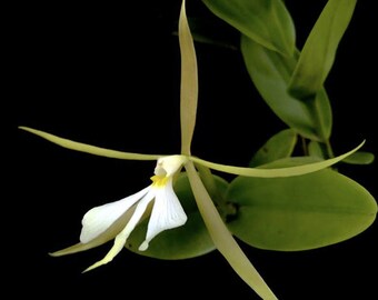 FRAGRANT Epidendrum nocturnum | Live species orchid | Blooming size | Rare orchid