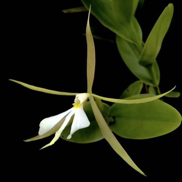 FRAGRANT Epidendrum nocturnum | Live species orchid | Blooming size | Rare orchid