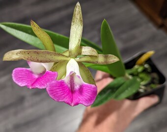 Bc. Tigrinodosa 4N (C. tigrina v. albina 4N x B. nodosa 4N) | Fragrant Orchid Hybrid | 4" pot Blooming size not in bloom