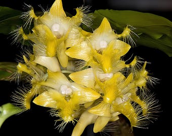 Rare Species Orchid Plant | Dendrobium roslii | 3" pot
