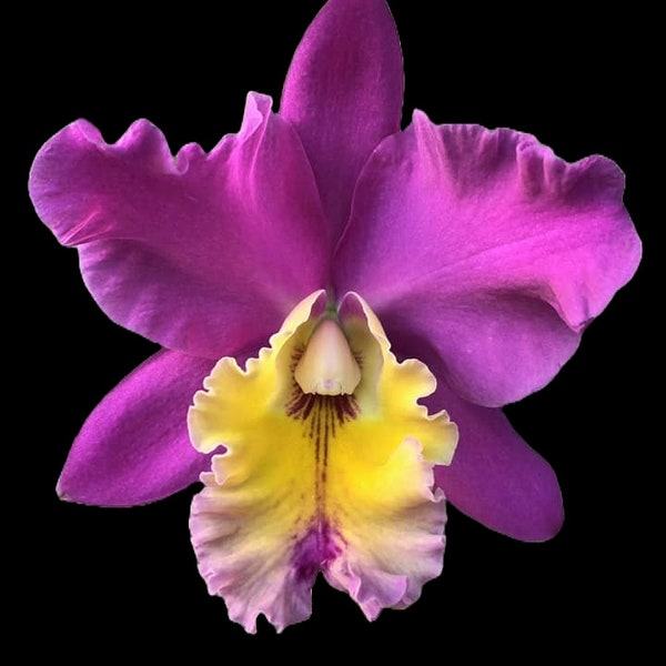 Blc. June Metcalf 'Yellow Lip' | Blooming size not in bloom