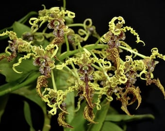 Dendrobium spectabile | Goblin Orchid | Alien Orchid