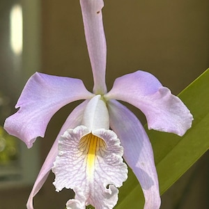 Rare Cattleya Orchid Species | C. maxima coerulea 'Blue Sea' | NBS | 4" pot
