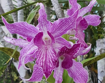 Dendrobium Sherry Abe | Live blooming size orchid