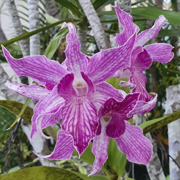 Dendrobium Sherry Abe | Live blooming size orchid