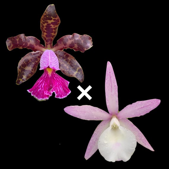 Fragrant Cattleya Orchid Plant | C. Walter August 4N 'Purple Dogs' x C. Peckhaviensis 'HOF'