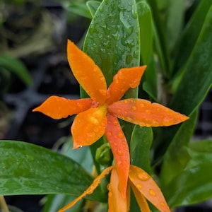 Gcy. Qf &#39;Alani Pua (Aurantiaca X Vitellina) | BS | 3&quot; air pots
