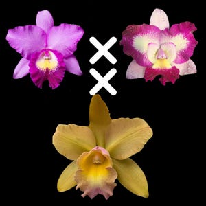 Pot. River and Piper &#39;Sweetheart&#39; x Blc. Waikiki Gold &#39;Lea&#39;