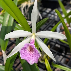 Rare Cattleya Hybrid Orchid Plant | Bc. Morning Glory x C. rex | Live Fragrant Orchid | 4" Pot | Collector Item