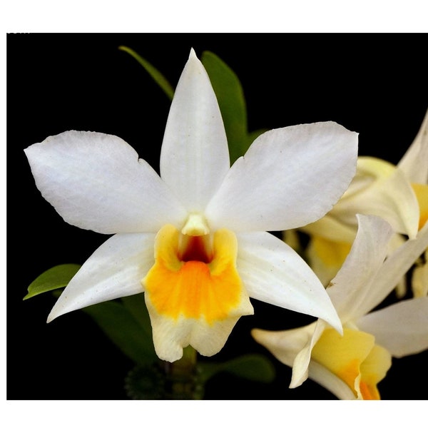 Den. Roongkamol Vejvarut 'Yellow Form' | Blooming size not in bloom