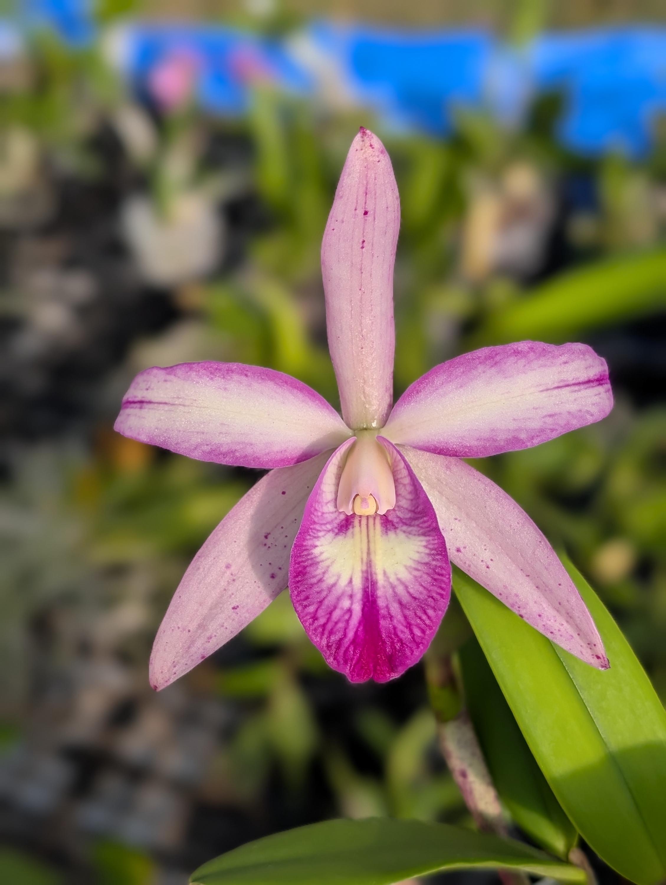 Splash Petal Cattleya Orchid Plant | C. Volcano Wonderland 'V.Q' X