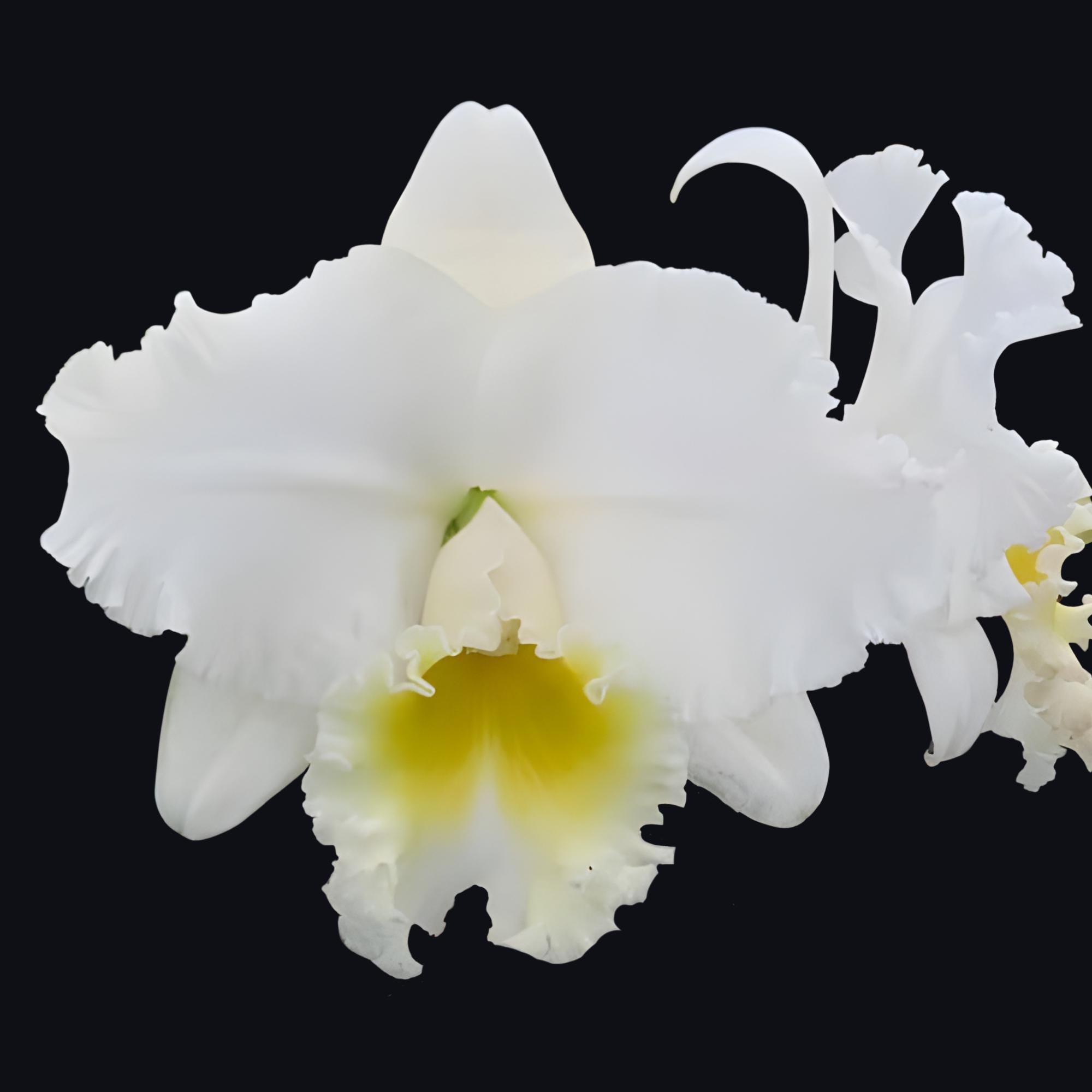 Rlc. Wendy Tanaka 'volcano Queen' | BS 5