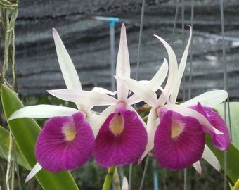 Bc. Yuan Nan Star War | Blooming size not in bloom live orchid