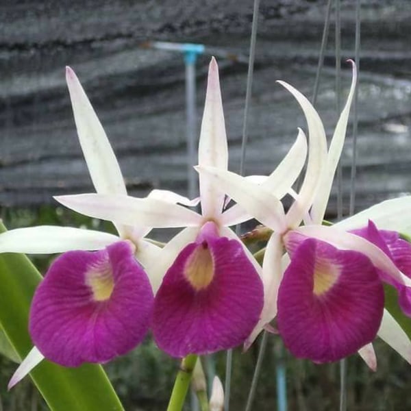 Bc. Yuan Nan Star War | Blooming size not in bloom live orchid