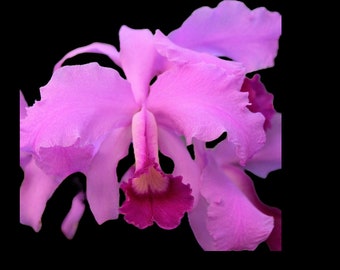 Cattleya lawrenceana | 3.5" pot | Live Orchid | Rare and Fragrant