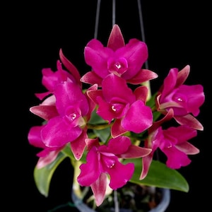 Cattlianthe Great Balls of Fire | BS not in bloom