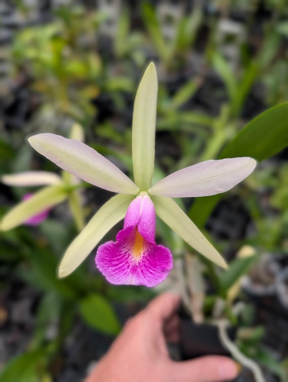 Fragrant Cattleya Orchid | Pcv. Key Lime Stars x C. violacea 'HOF' | BS not in bloom
