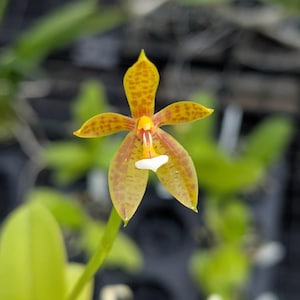 Phal. cornu-cervi var. flava x sib | Blooming size not in bloom