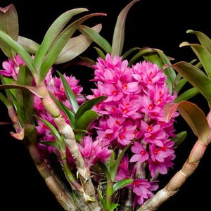 Dendrobium Hibiki | Blooming size not in bloom | Mounted Large