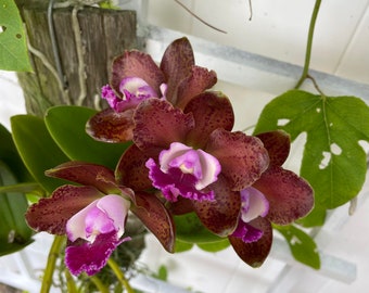 Rlc. Volcano Jewel 'Volcano Queen'| Live Blooming Size Orchid | Cattleya