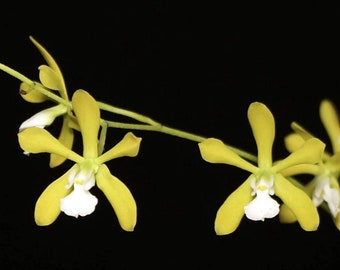 Encyclia tampensis var. alba | Live orchid species | Blooming size not in bloom
