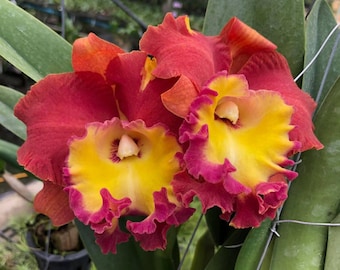 Rlc. Orange Diamond | 5" pot | Live Blooming Size Orchid | Cattleya