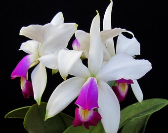 Cattleya violacea semi-alba x sib | Blooming size not in bloom | 5" Pot Live Orchid