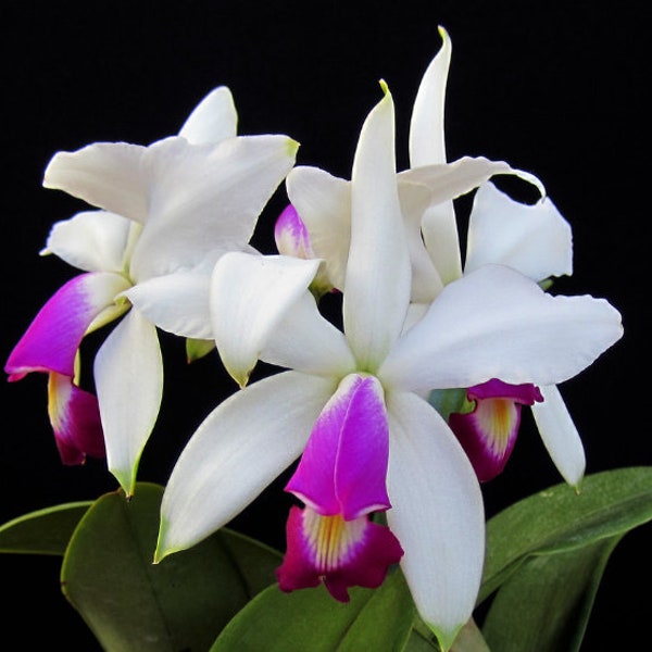 Cattleya violacea semi-alba x sib | Blooming size not in bloom | 5" Pot Live Orchid