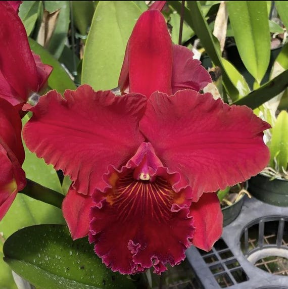 Fragrant Cattleya Orchid Plant | Rlc. Terumi Kaneko 'Volcano Red' | NBS 3" pot