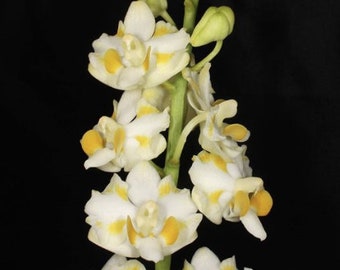 Doritis pulcherrima var. champorensis x sib | Live blooming size orchid