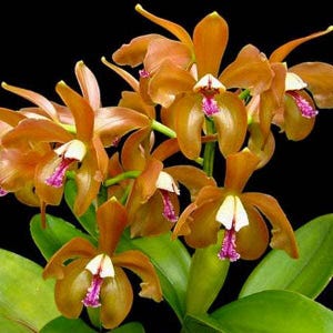 C. Porphyroglossa | NBS