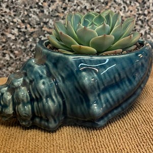 May include: A teal ceramic seashell planter with a succulent plant. The planter has a glossy finish and is filled with soil and a light green succulent. The seashell design adds a coastal touch to any space.