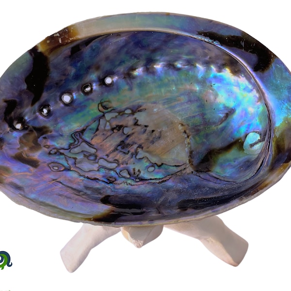 Abalone Shell with Stand, Seashell Incense Burner for Holding Herb Sticks, Incense, Smudge Sticks, Crafts, Displays, Size varies: 5" - 6" in