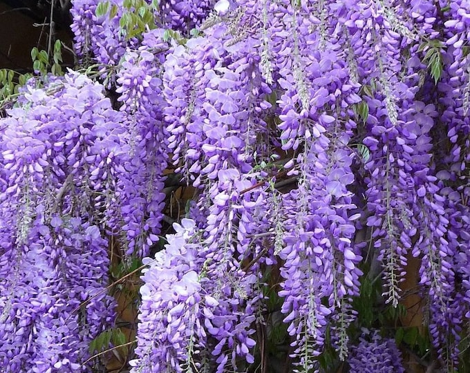 Summer Cascade Wisteria Seeds Light Lavender