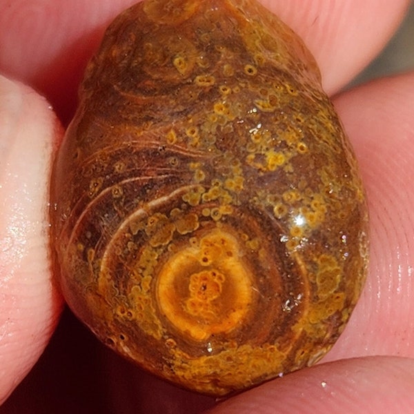 Lake Superior full nodule "eye" agate less than .1 Oz. There are a million eyes on this gemstone.  RARE!