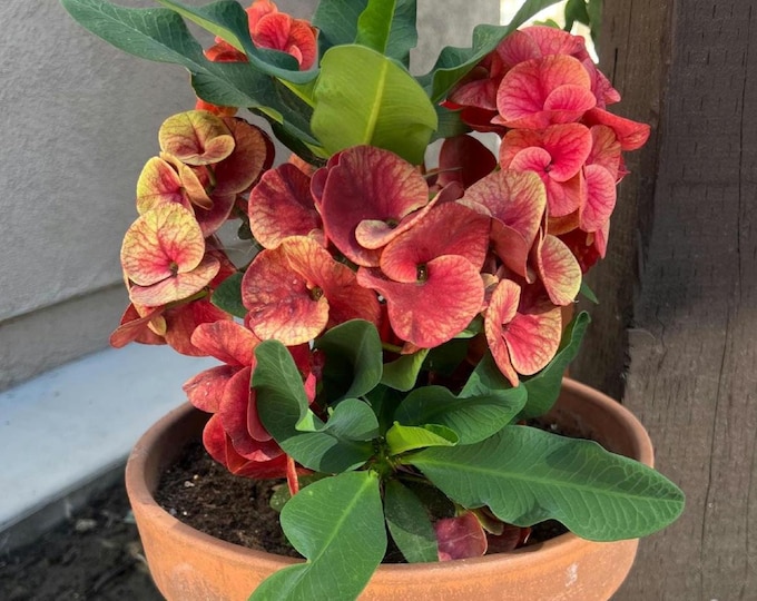 Cham Chan OR Sunday Morning OR Golden Crown Thai Hybrid Crown of Thorns / Corona de Cristo