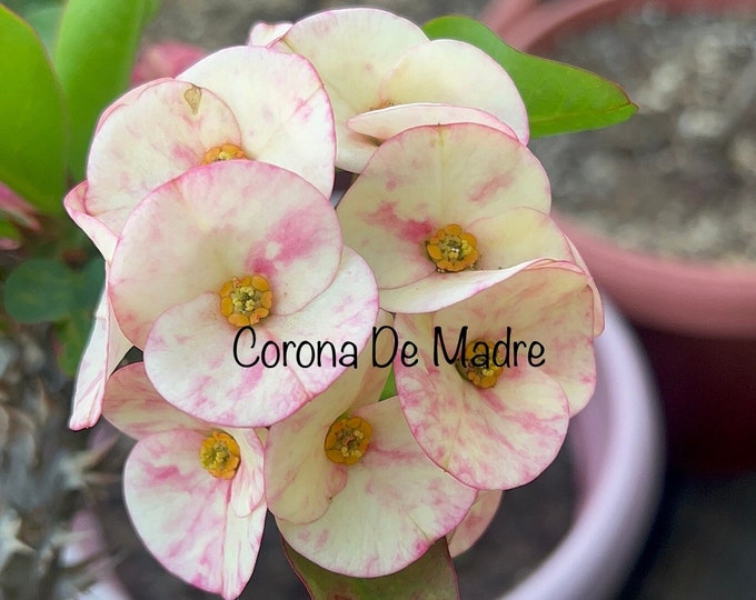 Cotton Candy Thai Hybrid Crown of Thorns / Corona de Cristo