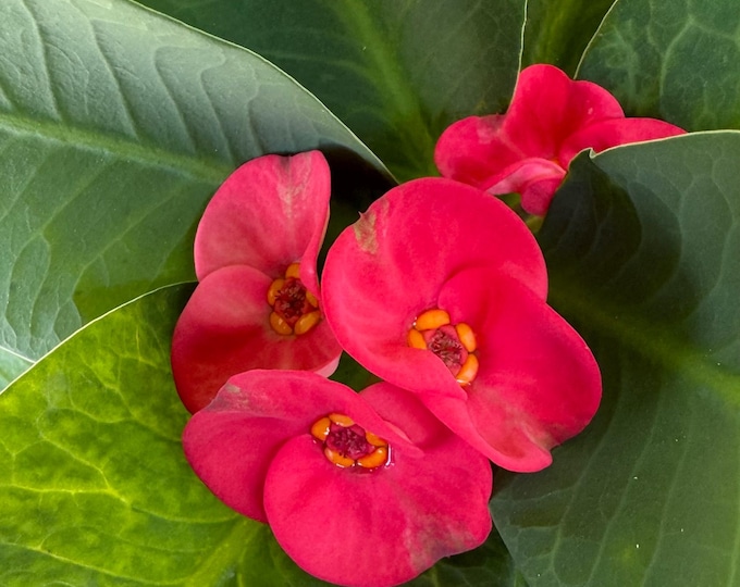 Minnie Thai Hybrid Crown of Thorns / Corona de Cristo