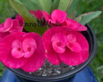 Lucky Pink Thai Hybrid Crown of Thorns / Corona de Cristo