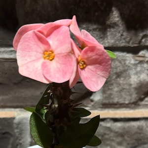 Lucky Pink Thai Hybrid Crown of Thorns / Corona de Cristo