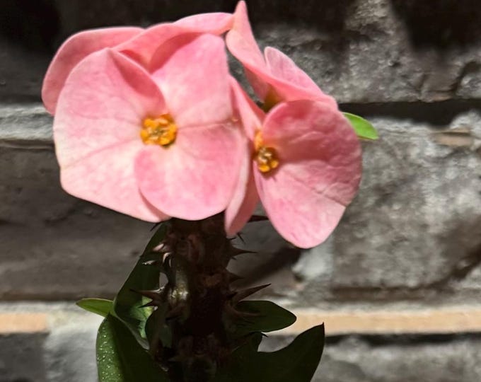 Lucky Pink Thai Hybrid Crown of Thorns / Corona de Cristo